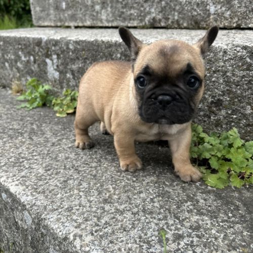 Chiot bouledogue français #4