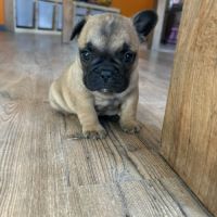 Chiot bouledogue français
