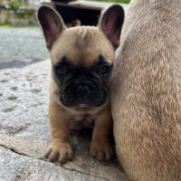 Chiot bouledogue français #2
