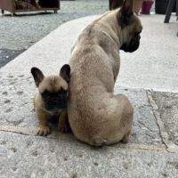 Chiot bouledogue français #3