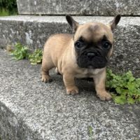 Chiot bouledogue français #4