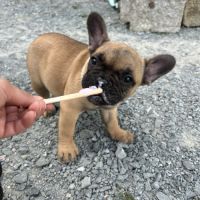Chiot bouledogue français #5