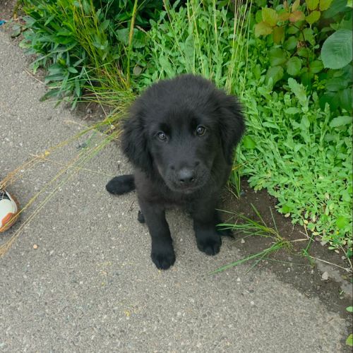 Flash le gros bebe #1