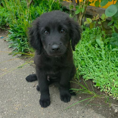 Flash le gros bebe #0