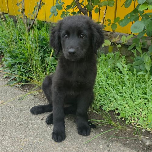 Flash le gros bebe #3