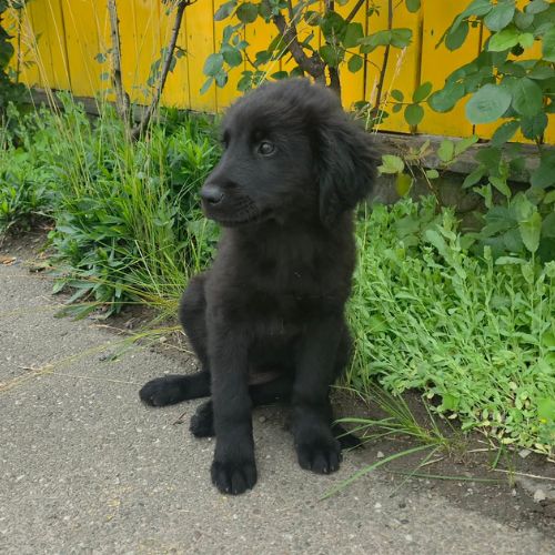 Flash le gros bebe #4
