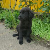 Flash le gros bebe #4