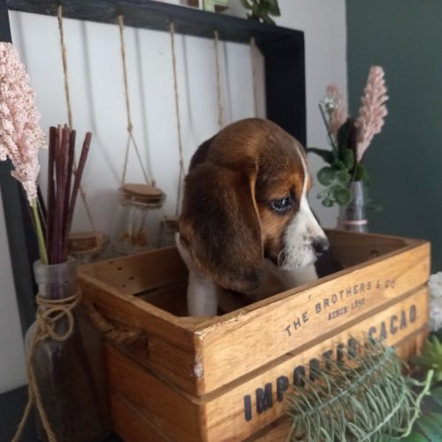 Petite princesse bébé beagle dispo #2