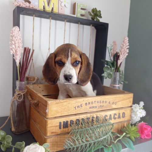 Petite princesse bébé beagle dispo #3
