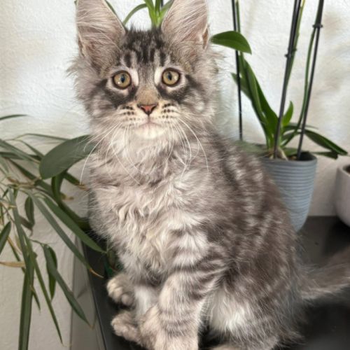 Chaton maine coon mâle polydactyle #0