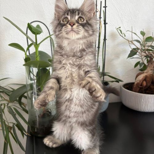 Chaton maine coon mâle polydactyle #3