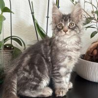 Chaton maine coon mâle polydactyle #2