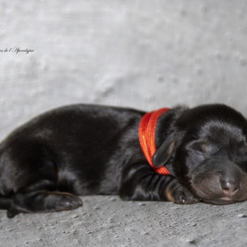 Magnifiques chiots teckel nain kaninchen poil long