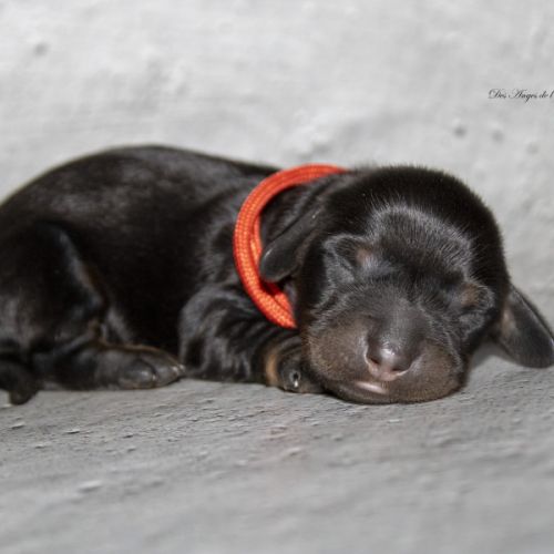 Magnifiques chiots teckel nain kaninchen poil long #2
