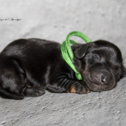 Magnifiques chiots teckel nain kaninchen poil long #3