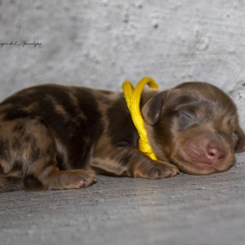 Magnifiques chiots teckel nain kaninchen poil long #4