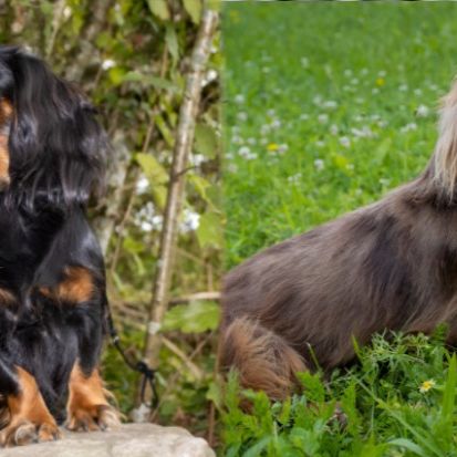 Magnifiques chiots teckel nain kaninchen poil long