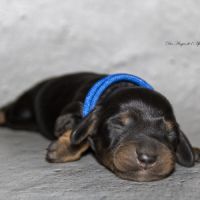 Magnifiques chiots teckel nain kaninchen poil long #1