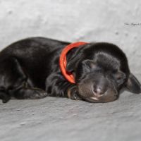 Magnifiques chiots teckel nain kaninchen poil long #2