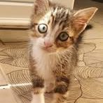 Chat nala à la réservation #2
