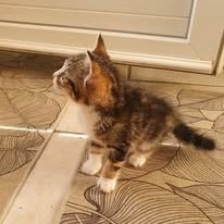 Chat nala à la réservation #4