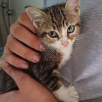 Chat nala à la réservation