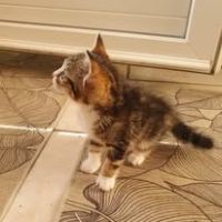 Chat nala à la réservation #4