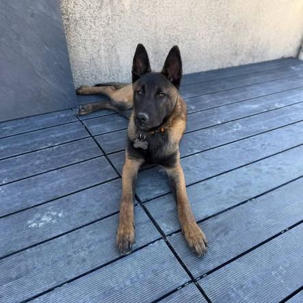 Chien ares à l adoption #0