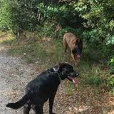 Chien ares à l adoption #4