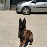 Chien ares à l adoption #3