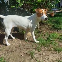 Chien miki à l adoption