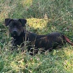 Chien tanos à l adoption #0