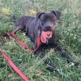 Chien tanos à l adoption #3