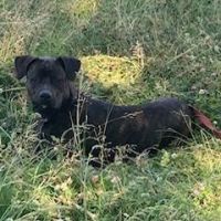 Chien tanos à l adoption