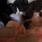 Chat banane à la réservation #3