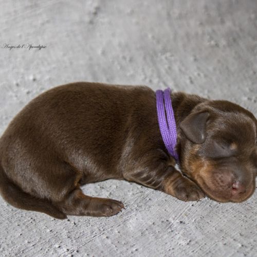 Magnifiques chiots teckels nains poil dur lof #0