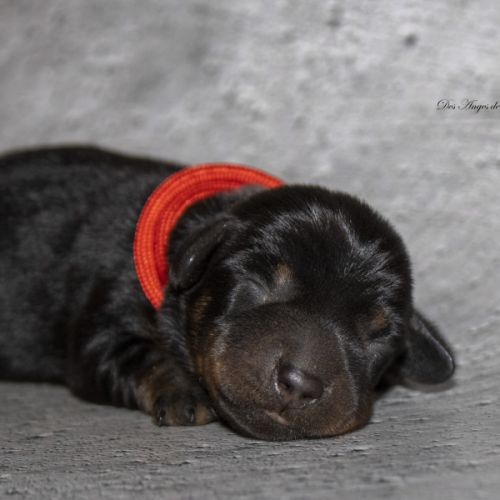 Magnifiques chiots teckels nains poil dur lof #2