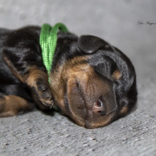 Magnifiques chiots teckels nains poil dur lof #3