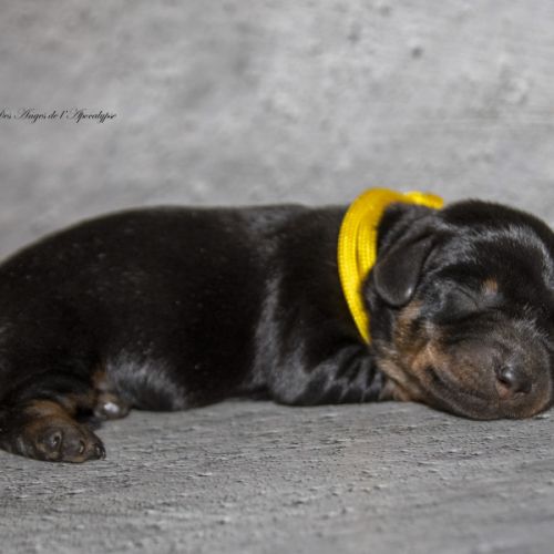 Magnifiques chiots teckels nains poil dur lof #4
