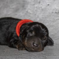 Magnifiques chiots teckels nains poil dur lof #2
