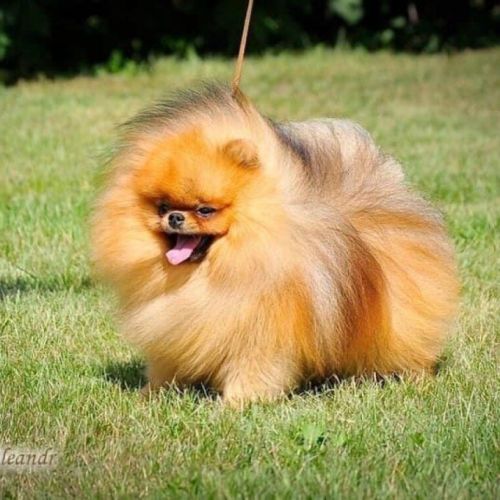 Magnifiques chiots mâles spitz nain lof #1