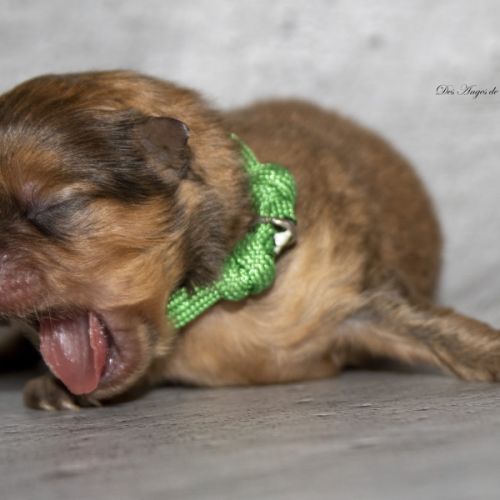 Magnifiques chiots mâles spitz nain lof #6