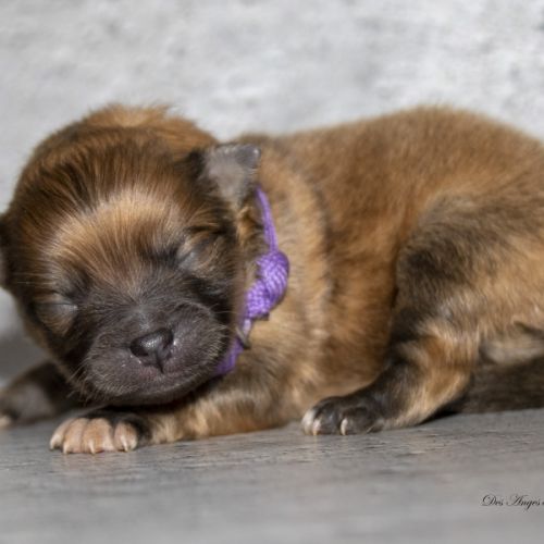 Magnifiques chiots mâles spitz nain lof #7