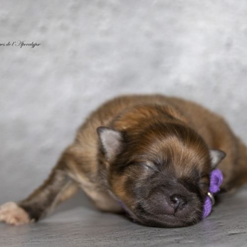 Magnifiques chiots mâles spitz nain lof #8