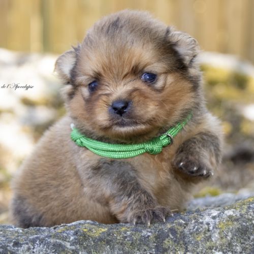 Magnifiques chiots mâles spitz nain lof