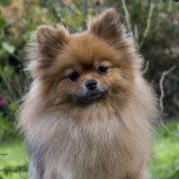 Magnifiques chiots mâles spitz nain lof #2