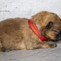 Magnifiques chiots mâles spitz nain lof #3