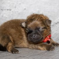 Magnifiques chiots mâles spitz nain lof #4