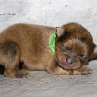 Magnifiques chiots mâles spitz nain lof