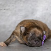 Magnifiques chiots mâles spitz nain lof #8